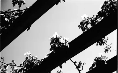 کنتراست در عکاسی چیست؟ (و چگونه واقعاً از آن استفاده کنیم)